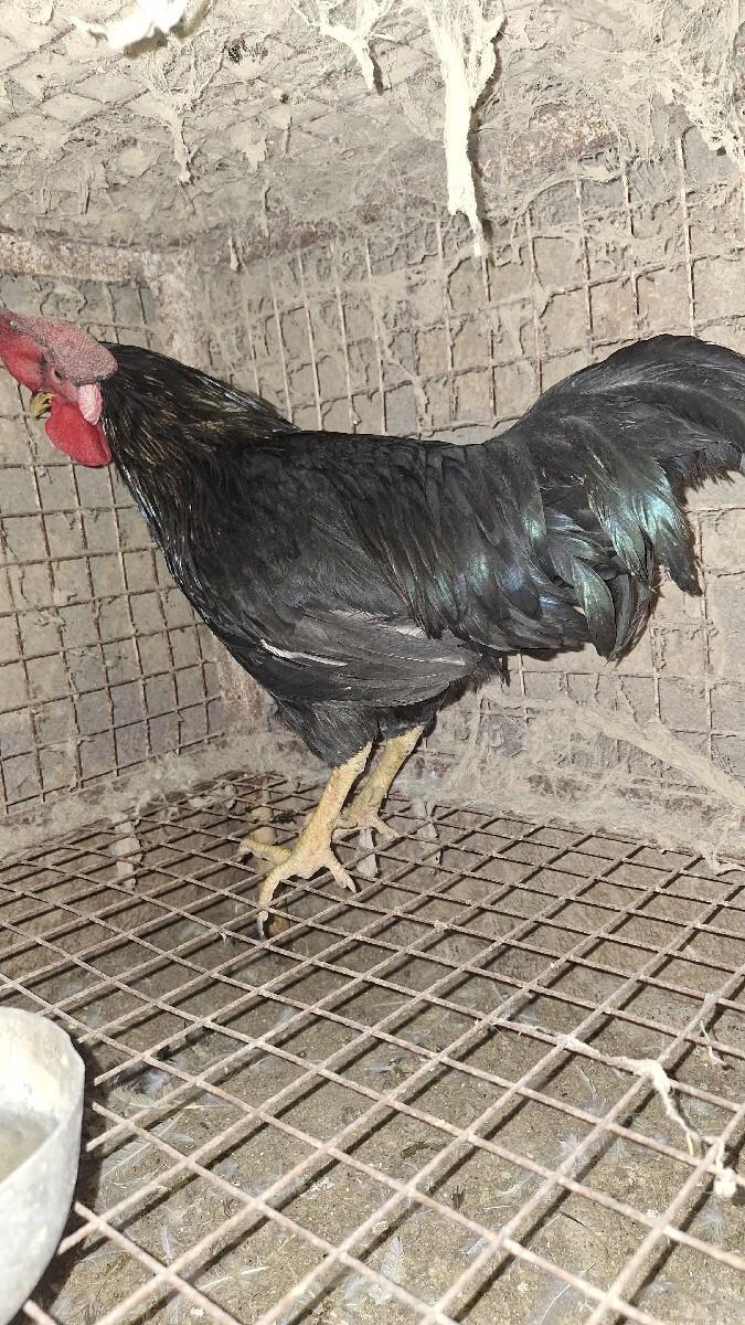 થંબનેલ 3