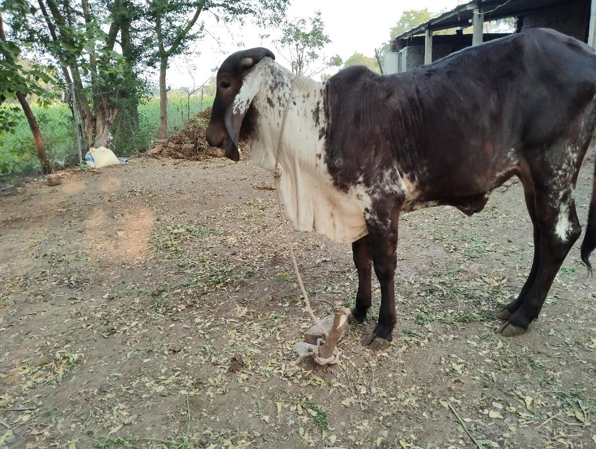 थंबनेल 3