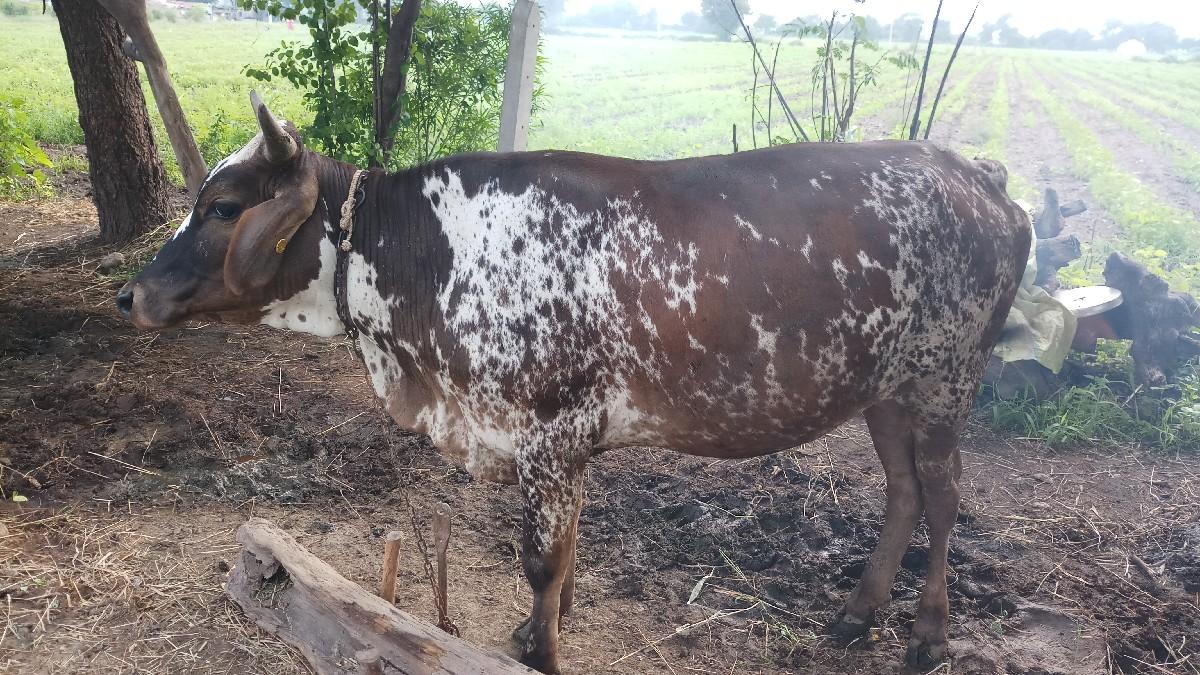 જર્સી ગાય આપવાની છે જે કોઈને લેવી