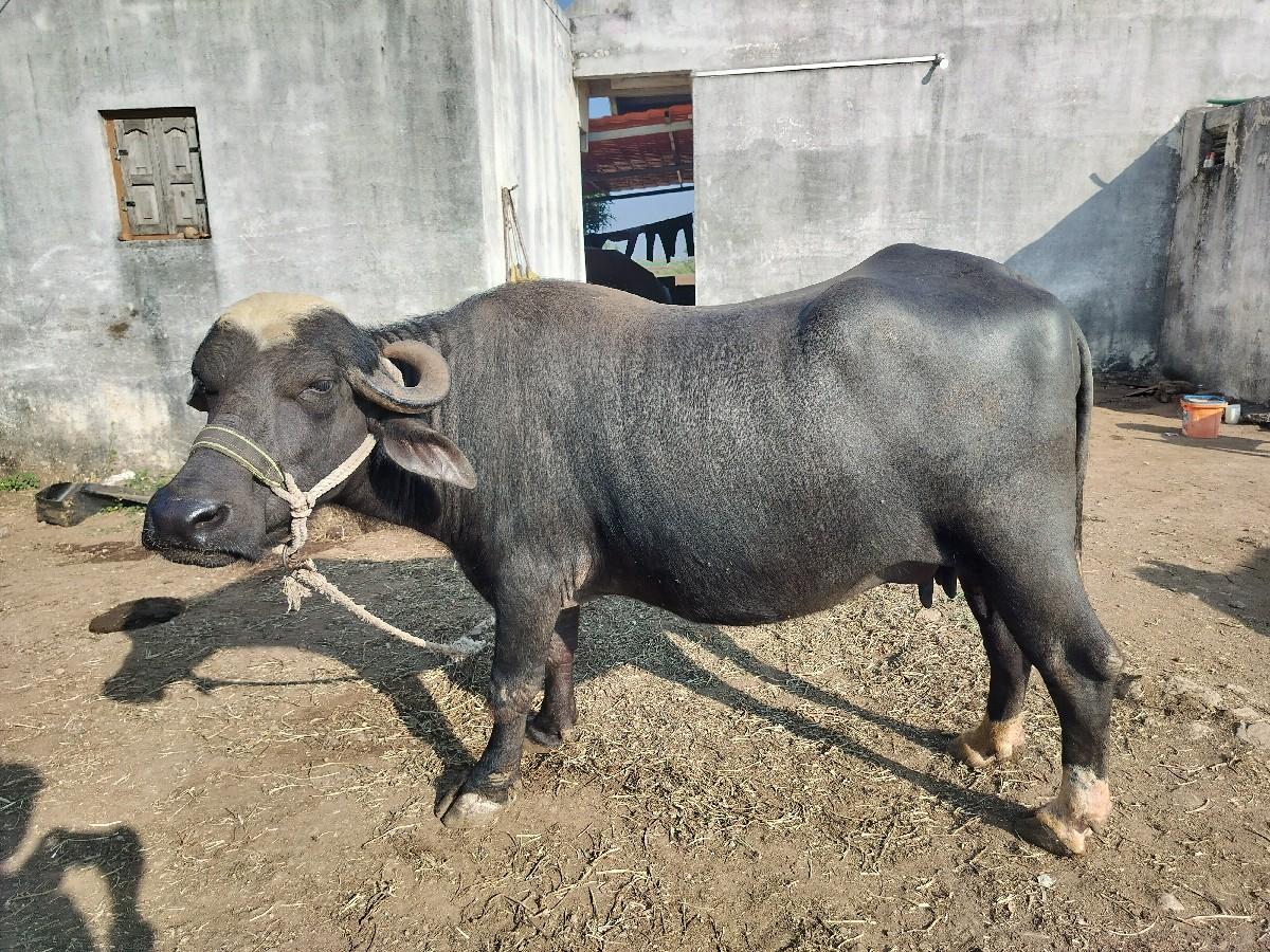 થંબનેલ 3