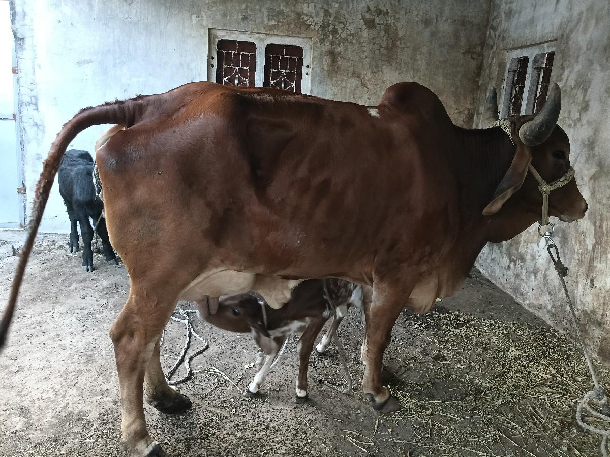 થંબનેલ 2