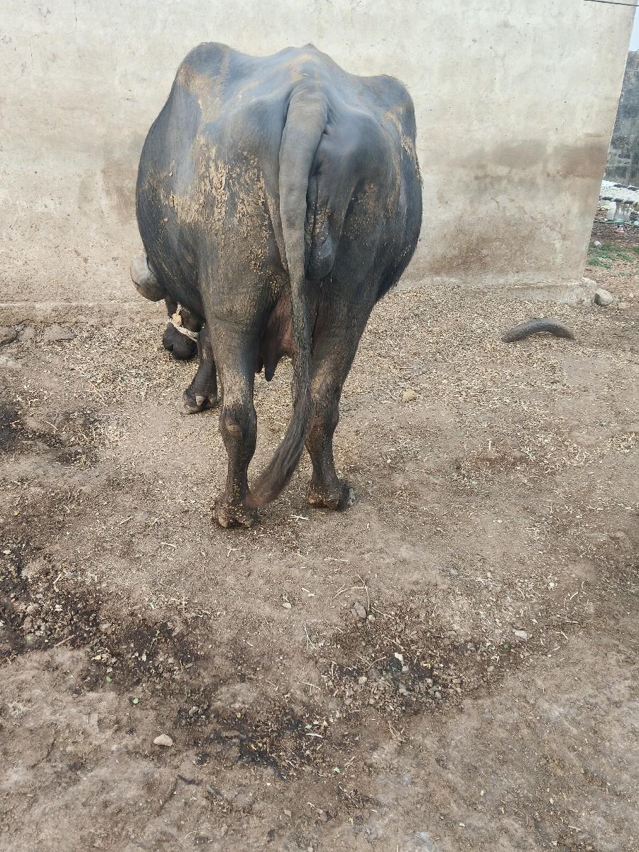 થંબનેલ 2