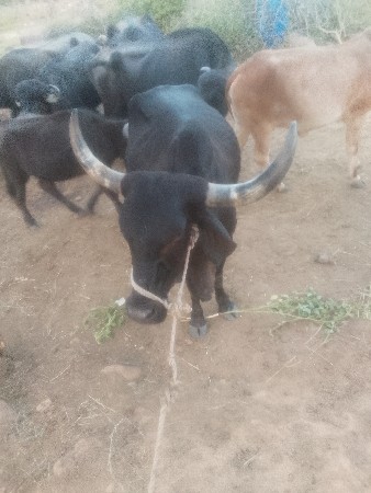 थंबनेल 3