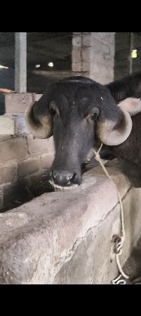 જાફરાબાદી પાડી