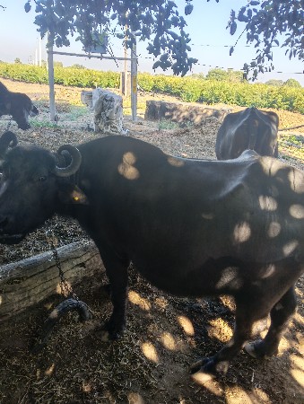 थंबनेल 2