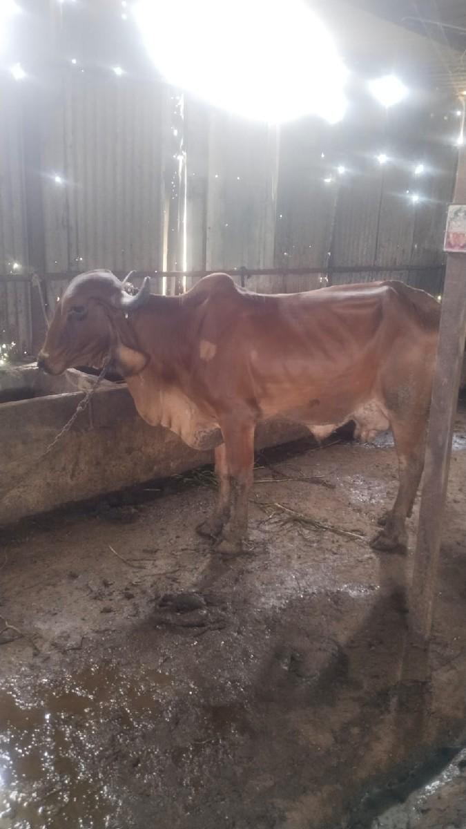 થંબનેલ 3