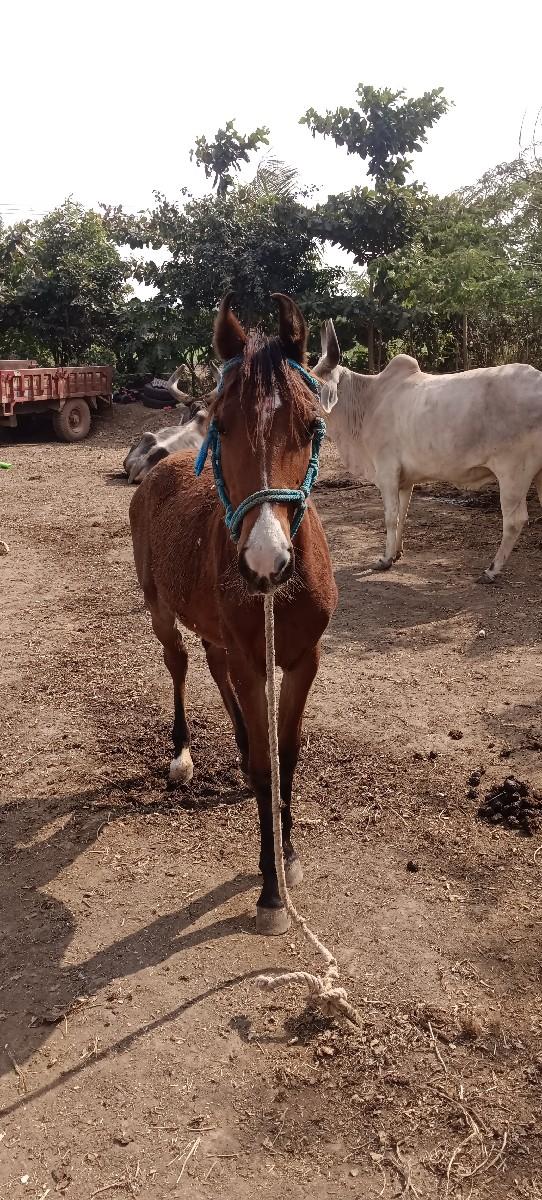 थंबनेल 3