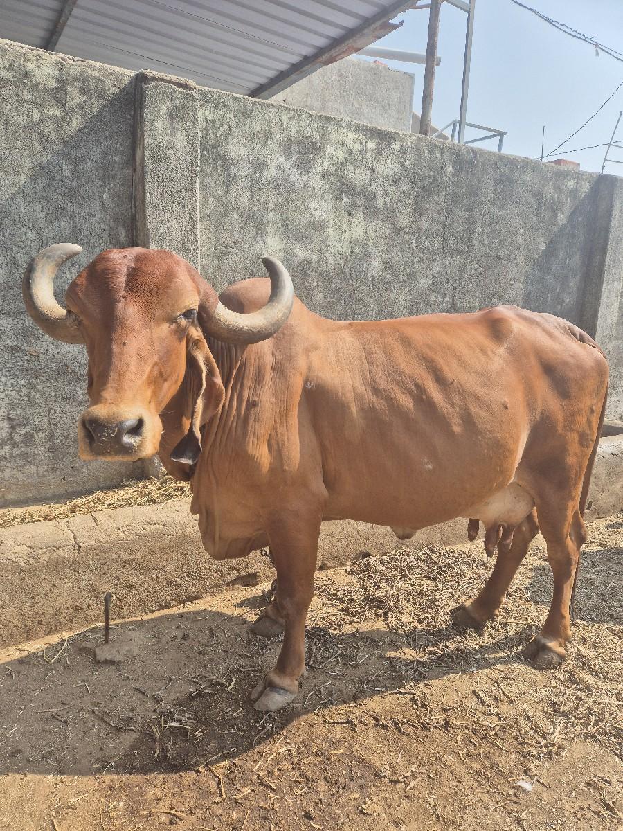 ગાય વેચવાની છે