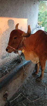 थंबनेल 2