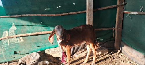 थंबनेल 3