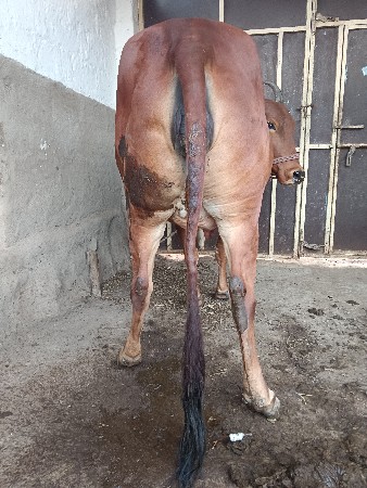 આ ગાય વેચવાની છે દસ દિવસની કાશી