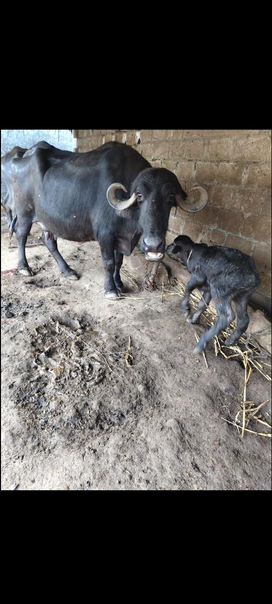 ભૈસ‌ વૈસવા ની સે