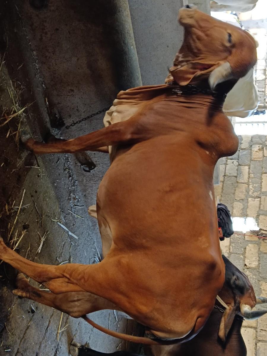 પેલયા ટ વોડકી વેસવા ની સેએ