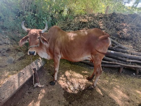 ગાય વેચવાની છે