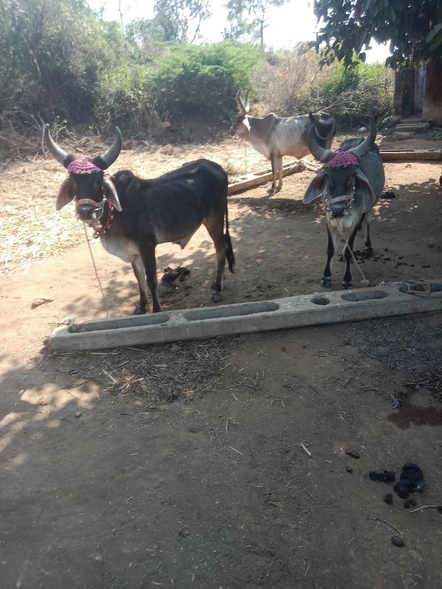 થંબનેલ 2