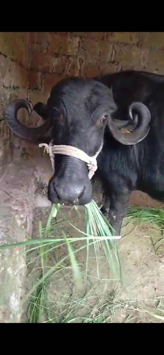 આ ભેસ વેચવાની છે