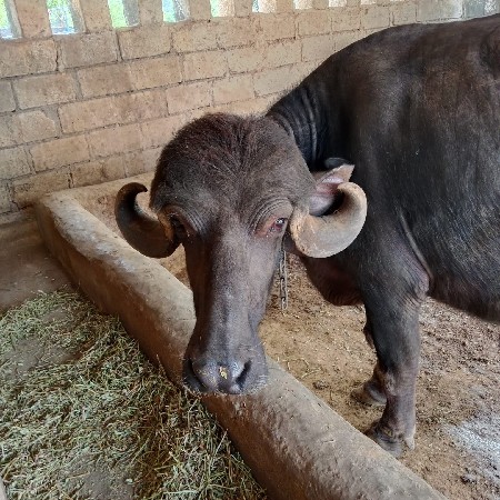 જાફરાબાદી ભેસ વેસવાની છે