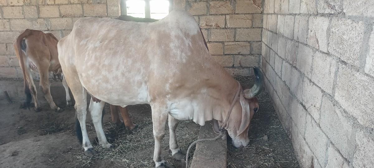 ગાય વેચવાની છે