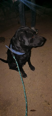 Black Labrador