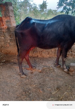 थंबनेल 3