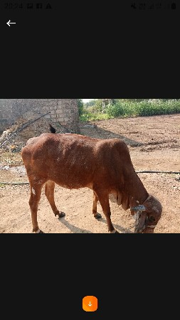 હોડકી વેચવાની પેલું વેતર  છે