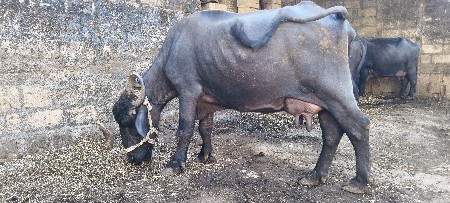 ભેંસ વેચવાની છે
