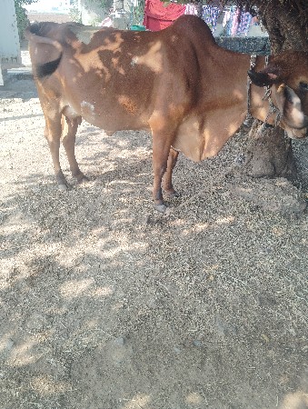 थंबनेल 3