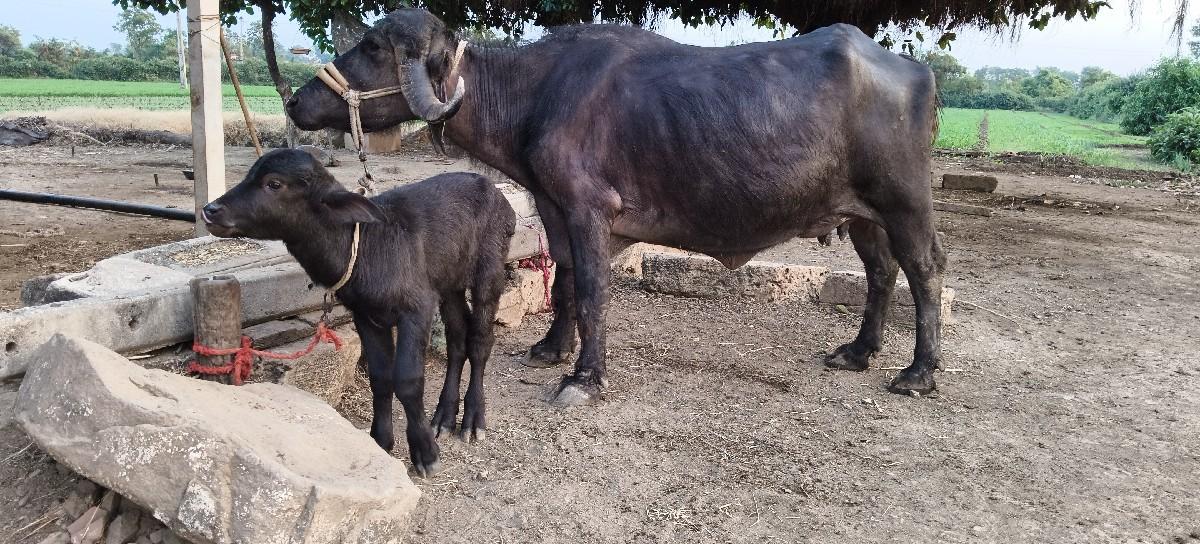 ખળેલી વેચવાની છે