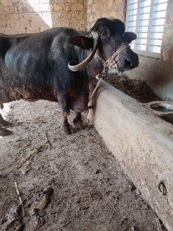 ભેંસ વેચવાની છે