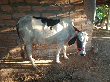 જરસી ગાય વેચવાની છે