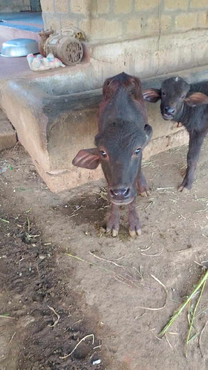 थंबनेल 3