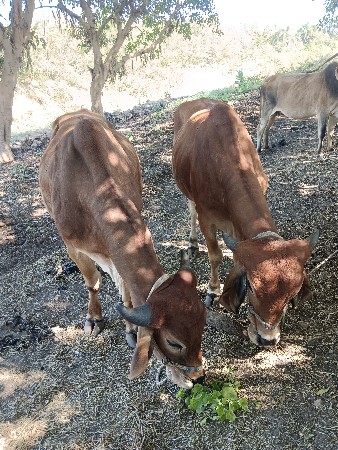 વાસડા હાલતા છે 18000 કિંમત