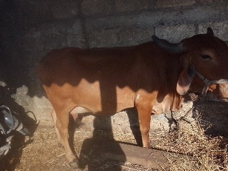 થંબનેલ 2