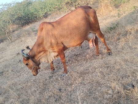 આ ગાય🐄 વેચવા ની
