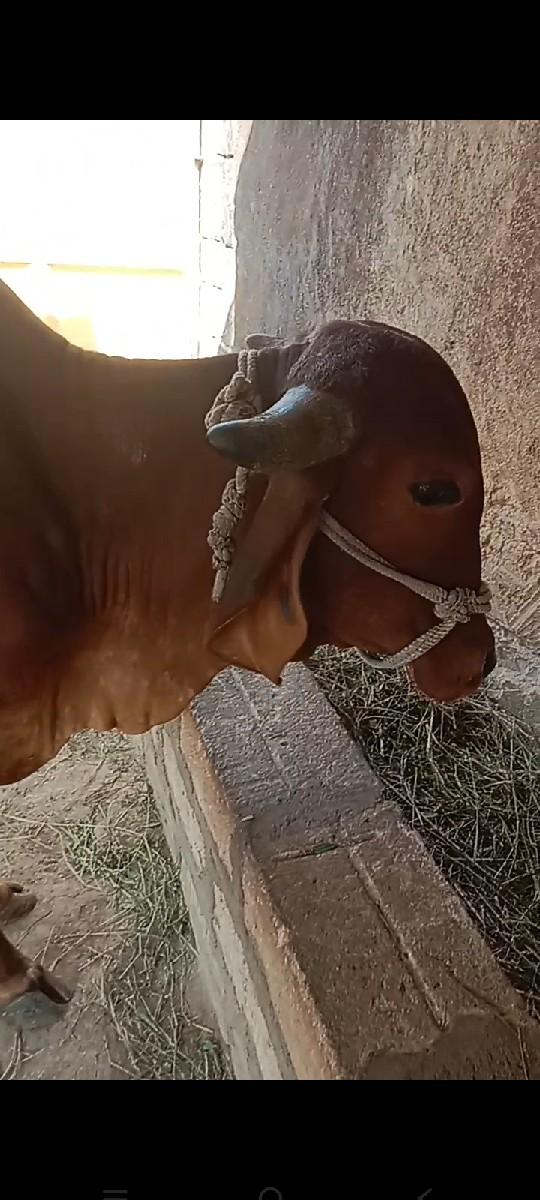 પેલા વેતરની વુડકી વેચવાની છે