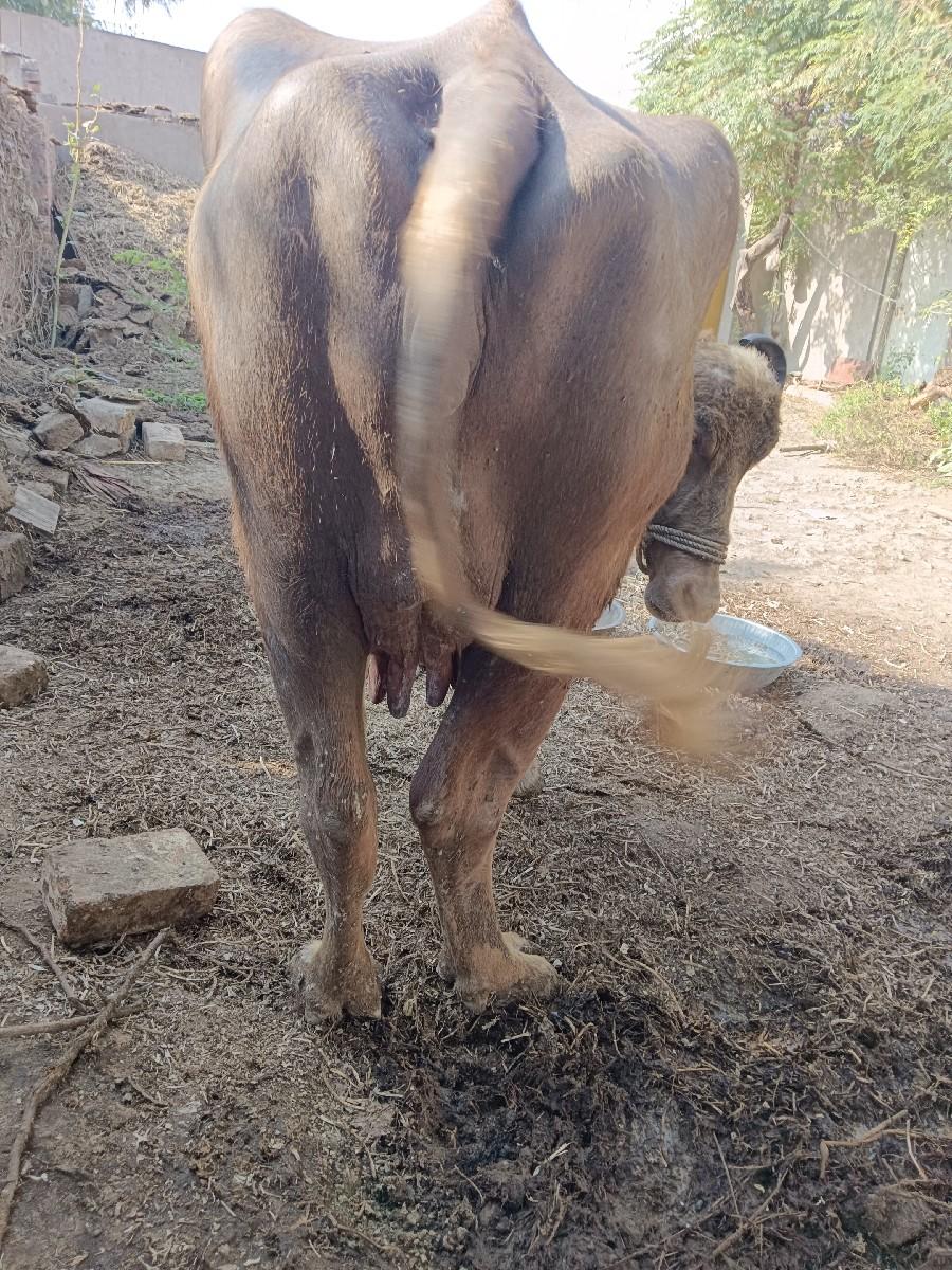 થંબનેલ 2