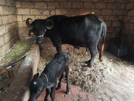 આ ભેસ વેચવાની