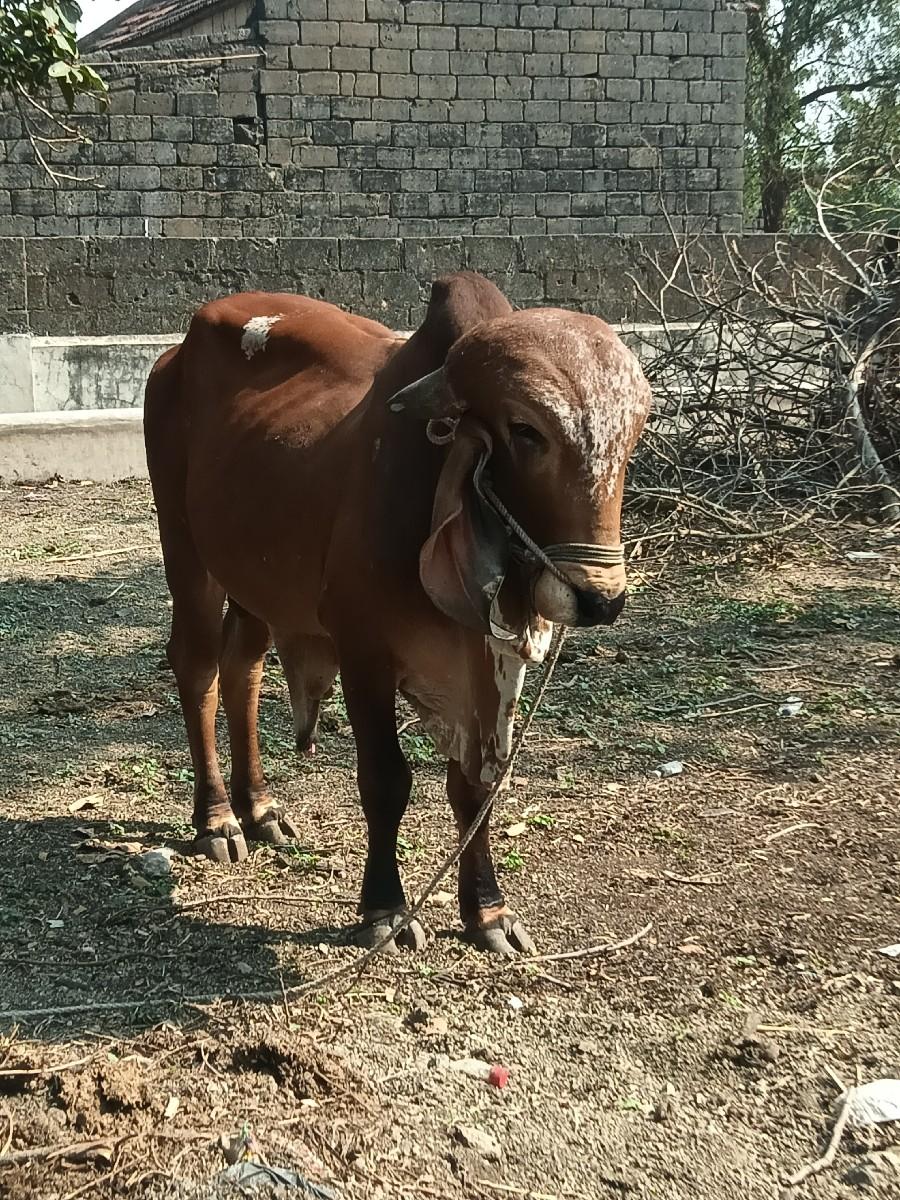 થંબનેલ 2