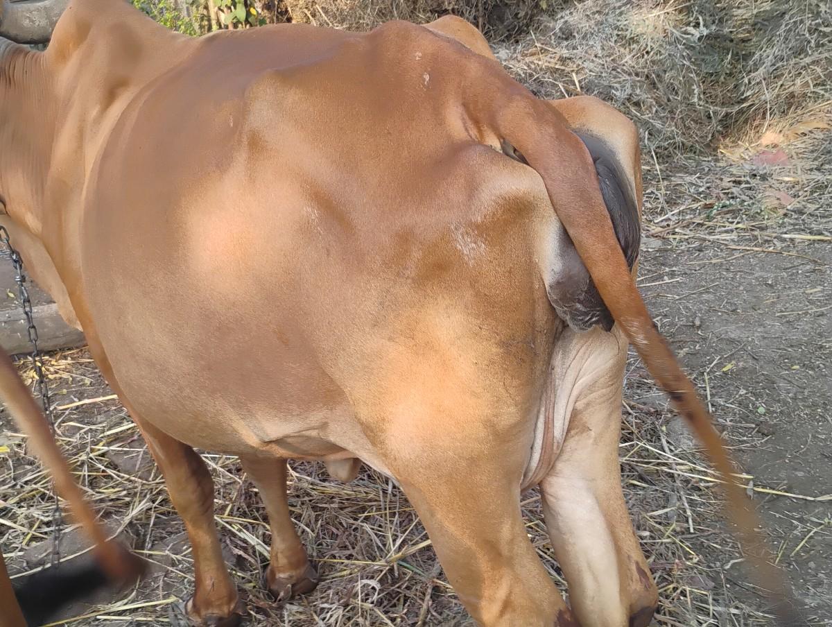 થંબનેલ 2