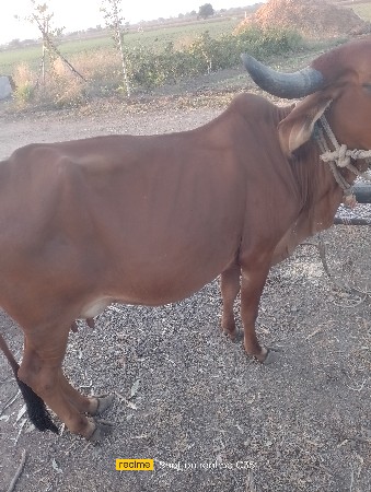 ગાય વહેંચવાની છે