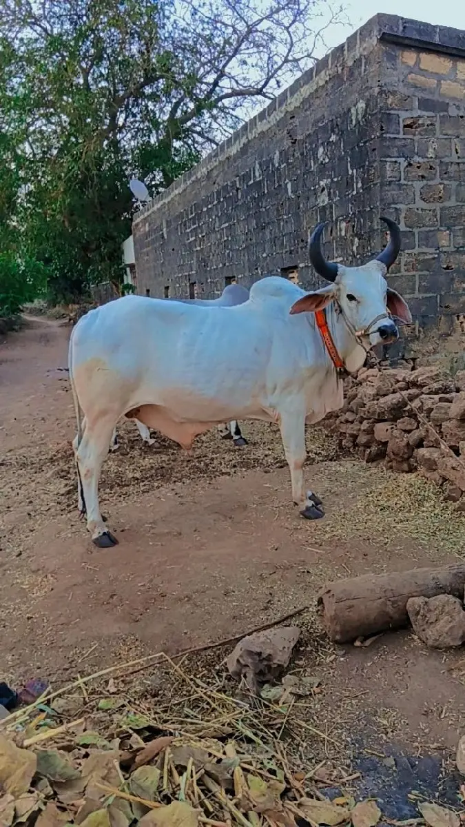 થંબનેલ 2