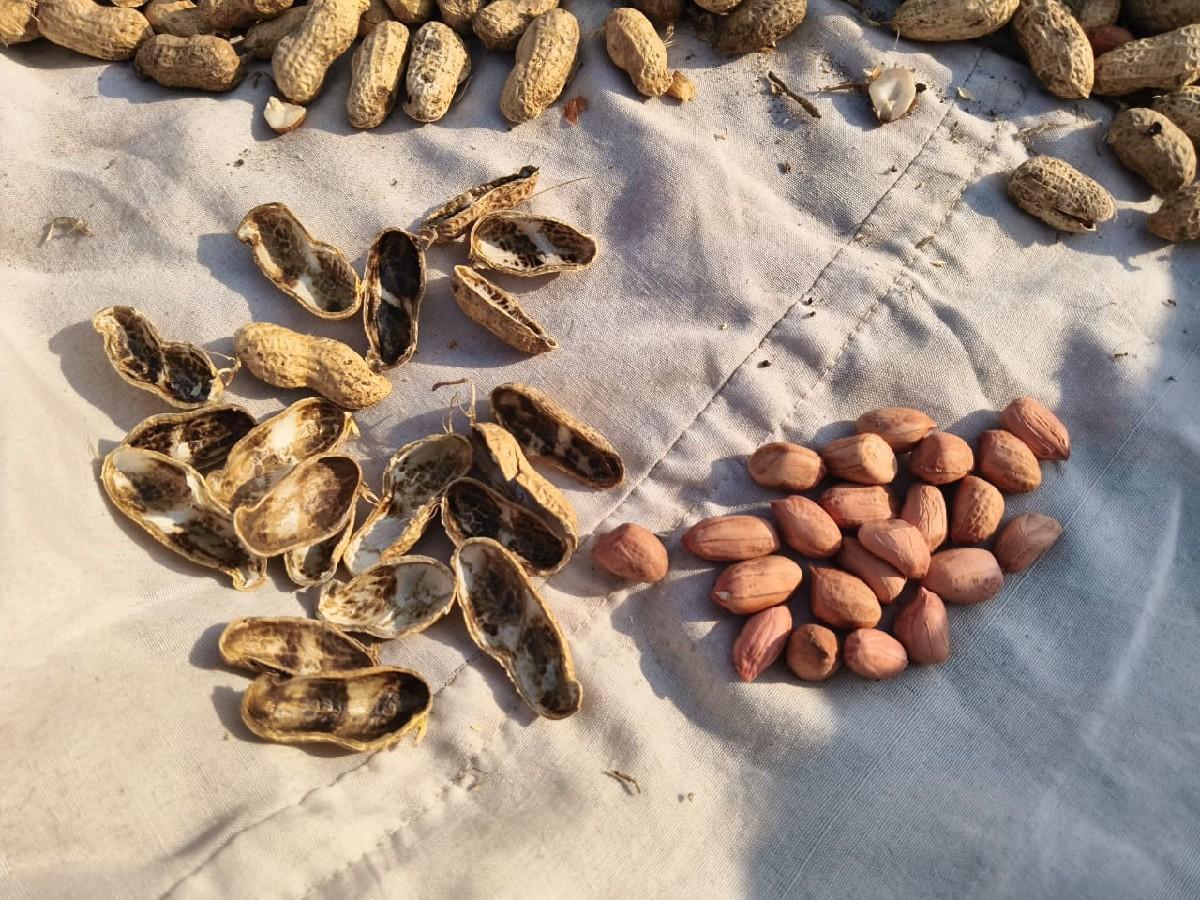 G -22 મગફળી 
મો- 8780572937