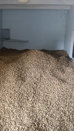 G 20 મગફળી કોરી બિયારણ વેચવાનું