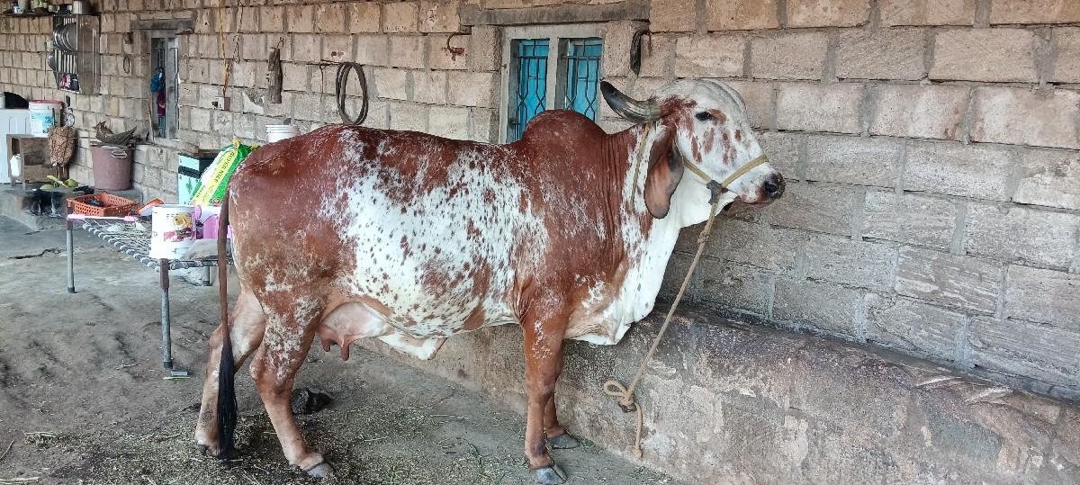 થંબનેલ 3