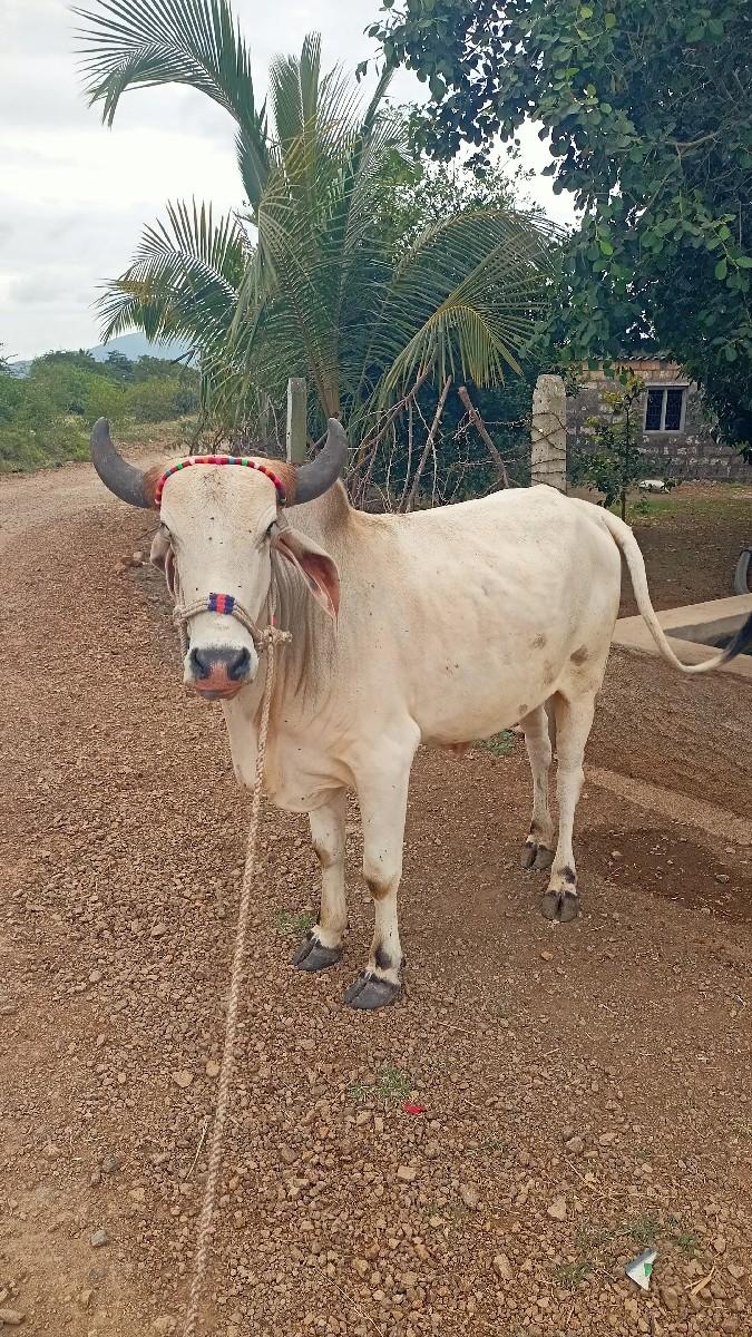 વાસદો વેસ્વોનો છે
