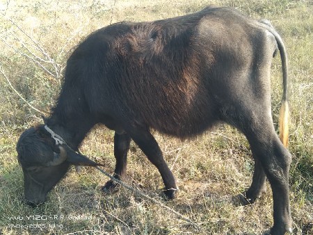 વહેંચ વહેંચવા ની છે