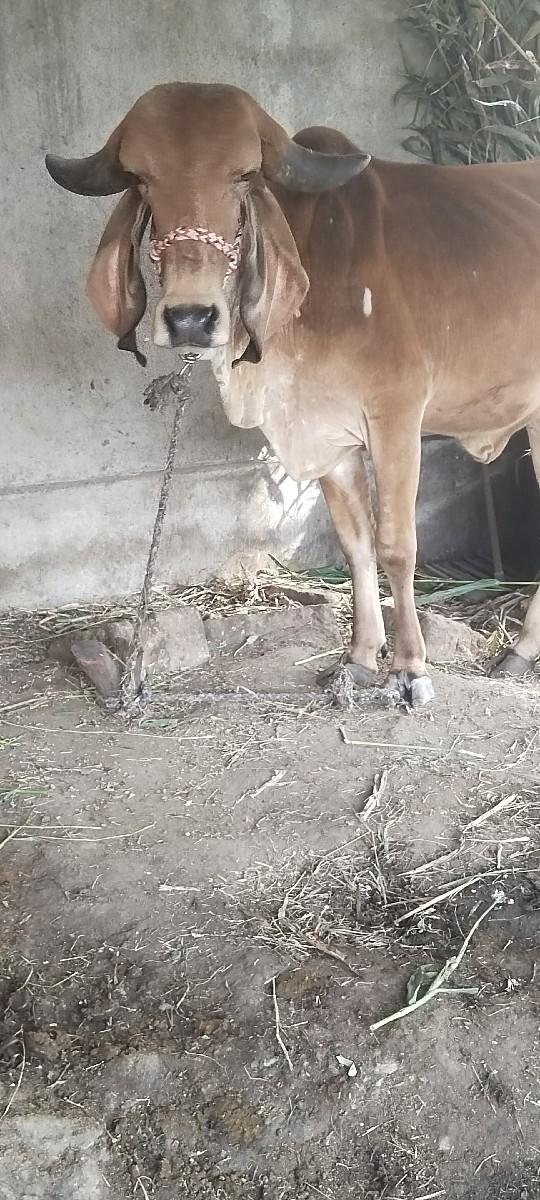 थंबनेल 3