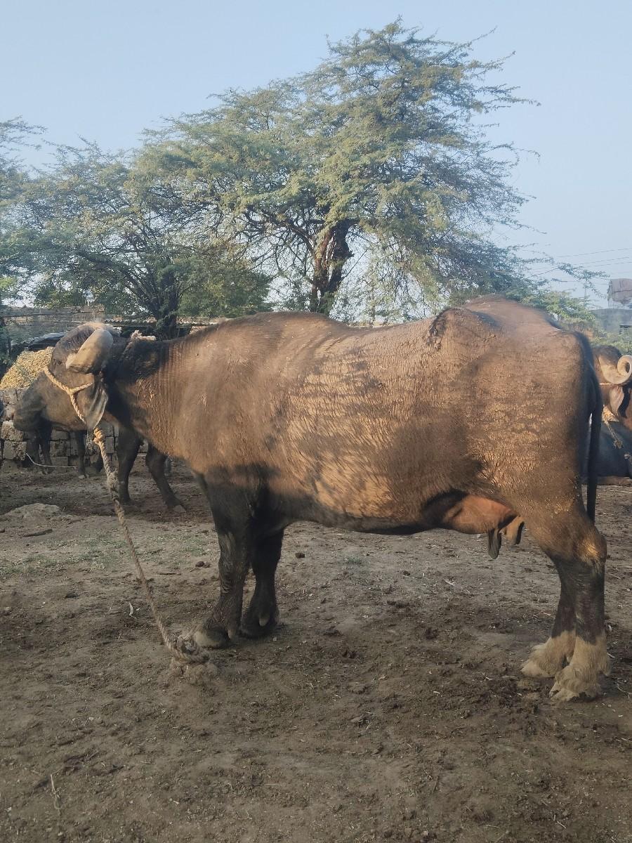 થંબનેલ 2