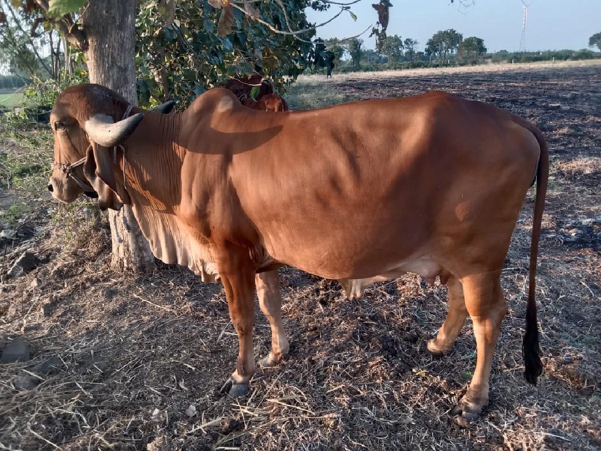 थंबनेल 3