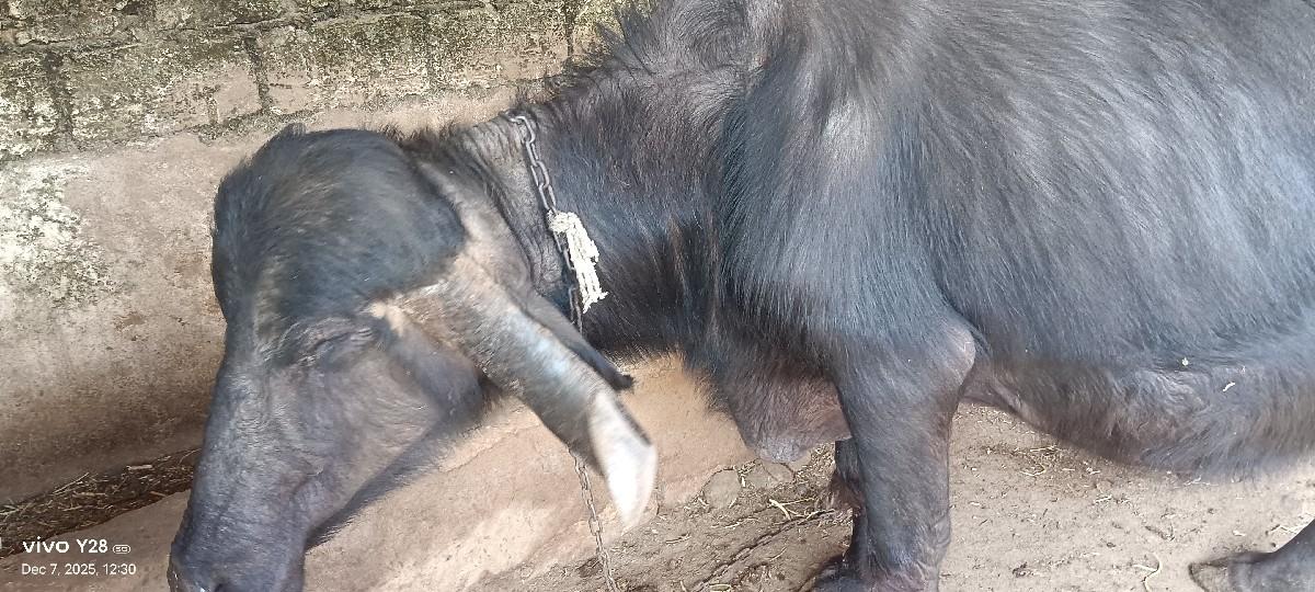 ભેંસ વેચવાની છે.